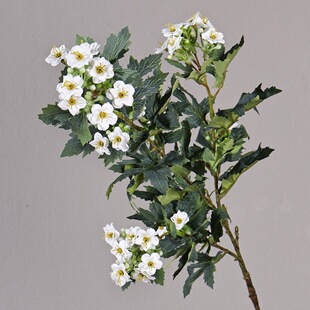 ����ѩ��ѩ�q�����滨ѩ�򽁻��Ҿ��b廨���Ļ�cins�L�ٻ�