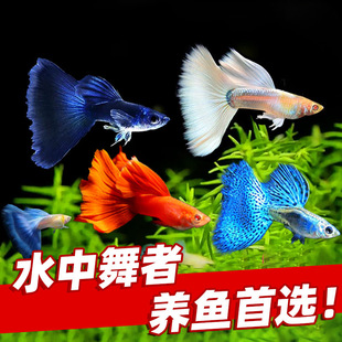 ��ȸ�~���~��Ʒ�Pβ���N��β���R�a��ĸ�~���^�p�~�Ꭷ�~�׷�ֳ