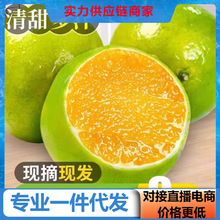 【活动款】云南高山青皮冰糖橙当季新果冻橙对接电商直播产地直发