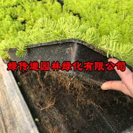 黄金佛甲草方盘|黄金佛甲草价格|屋顶绿化专用草坪佛甲草