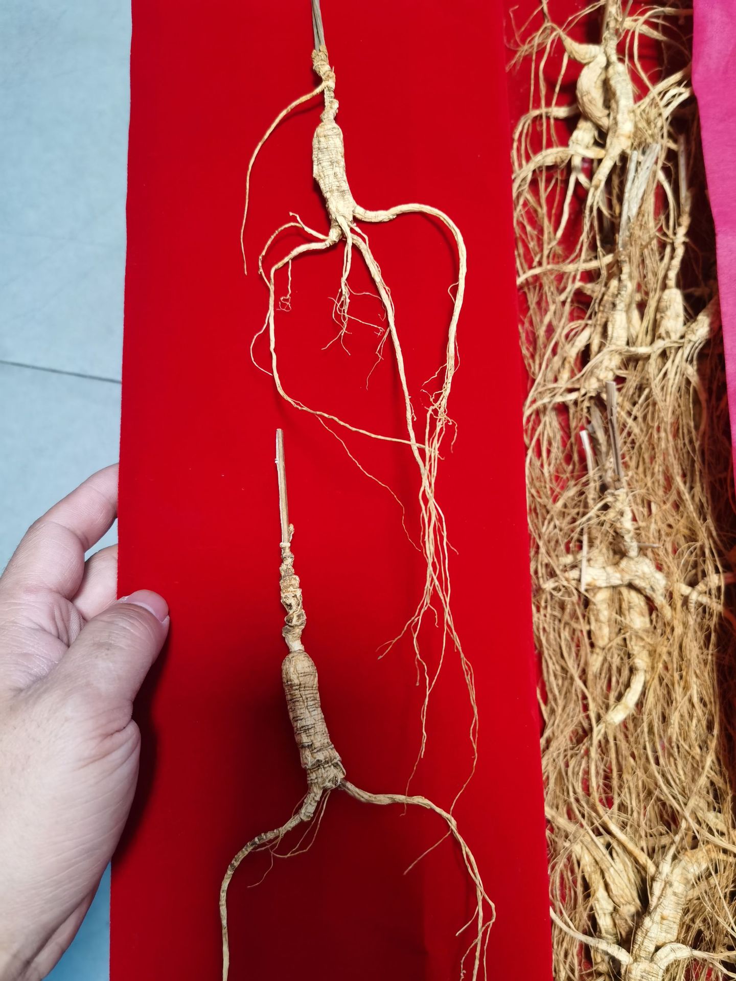 Changbai Mountain Wild-Forest Ginseng Root Slightly Imperfect Dried for Soup and Wine details