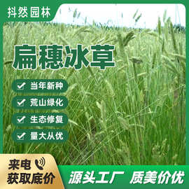 批发扁穗冰草种子高冰草冰草种子沙生冰草蒙古冰草细茎冰草种子