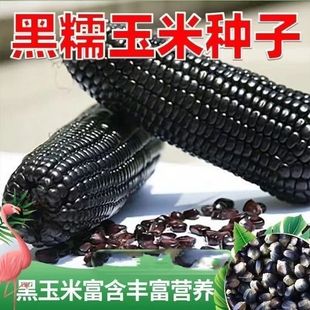 ����Ŵ����ˮ�����������Ŵ���׷N�Ӵ�ȫ�����׷N���ļ�����Nֲ