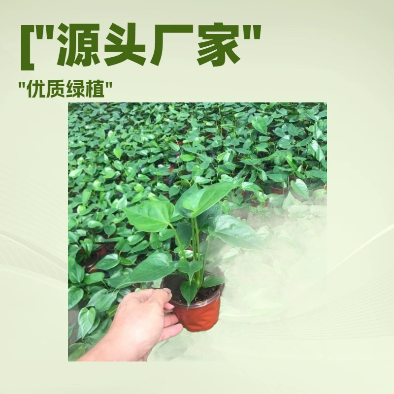 Оптовая продажа декоративных комнатных растений для офиса и дома, антуриумов, цветов Trenza Source Garden, полуфабрикатов рассады в горшках.