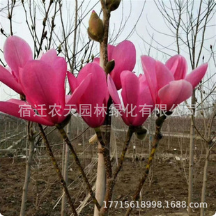 �t���S�ϏV���m���������Ե��Դ��̈́e��ͥԺ���ܾG��ֲ���ļ��ͺ�