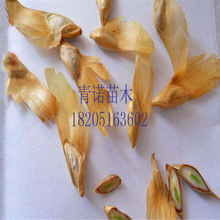 ��ɼ�N�� �����ɼ�N�� ���ɼ�� �ɘ�N��