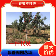 ��8̖������F�ڬF�u������ɵ�������ζ���������Ҙ���