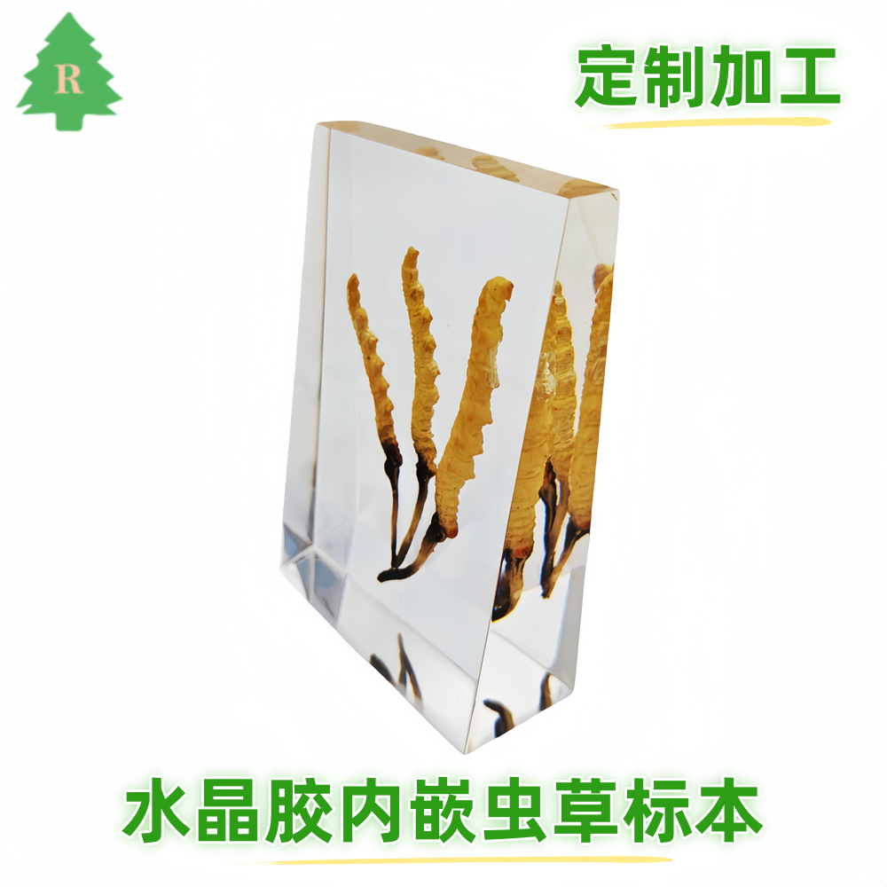 水晶胶内埋虫草标本，亚克力内埋植物学习标本，树脂工艺品摆件