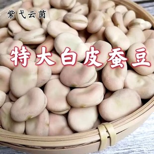 Japanese Large White-Skinned Broad Bean Seeds Farm-Grown High-Yielding Cold-Resistant White-Skinned Raw Broad Bean Large Seeds Free Shipping