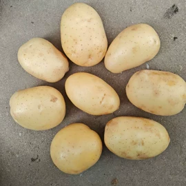 蒜;洋葱;块茎类