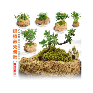 ��ˮʯ��ˮʯ�[��ԭʯ��ʯ��������΢���^̦�\����ֲ��С����