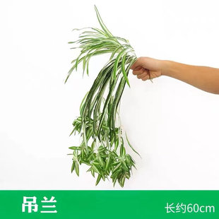 Artificial Plant Wall Greenery Background Wall Simulated Lawn Indoor Plastic Greenery Dense Balcony Decoration Artificial Hanging
