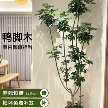 _ľGֲ҃ȴԿ͏dľk҆w¾滨ֲ