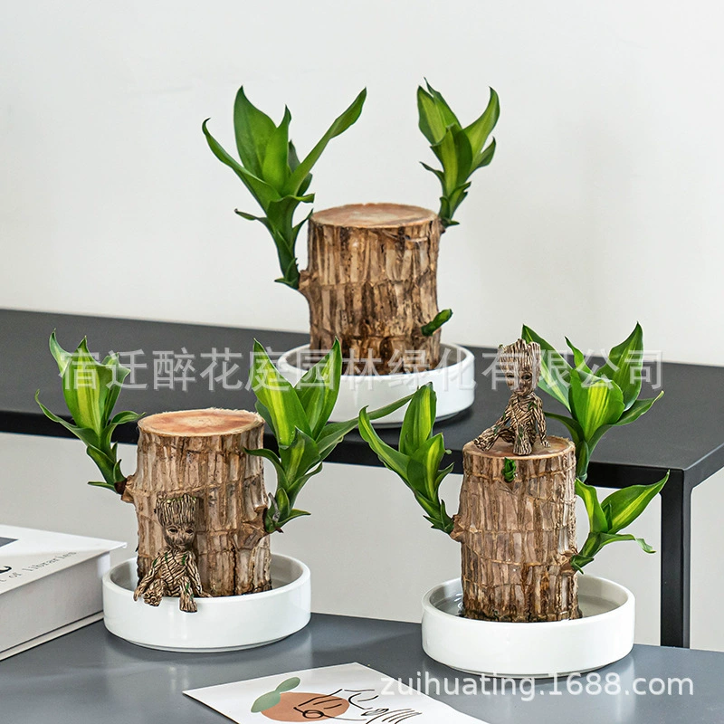 Бразильское дерево Lucky Wood, гидропонное растение с бутонами, зеленое растение, интерьер офиса, пень дерева Groot, четырехсезонное маленькое растение в горшке