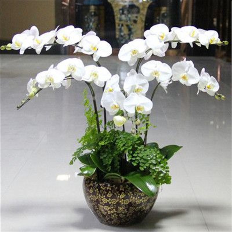 Cuatro estaciones mariposa orquídea plántulas en maceta balcón interior sala de estar flores plantas florecen con flores de maceta original