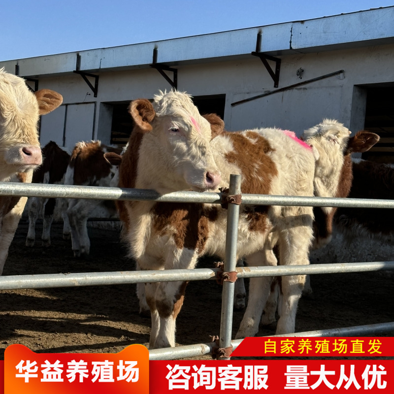 贵州养殖场 改良肉牛养殖场 贵州肉牛养殖基地 养牛技术资料