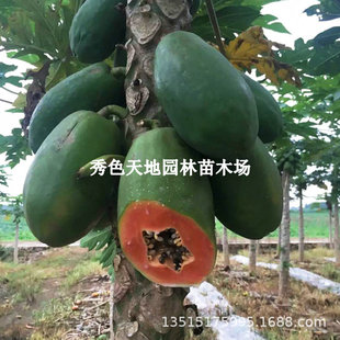 �V��������ľ���箔��Y�����Ǽt���S�����ľ�Ϙ��玧�����~�l؛