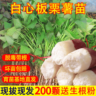 �������İ�������t����N�ع�����Ó���ߵ��۷����N��ɽ������