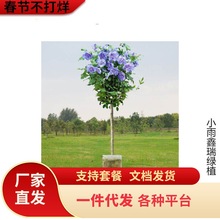 һlذľȻԘ{ݮɳ̨ͥԺ