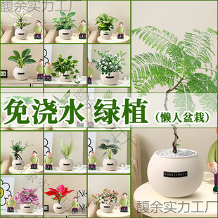 �Gֲ�҃�С��������G�}�׻��ļ��m�ϑ����B�Ļ�����ȩֲ���׃��@