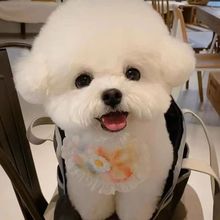 比熊幼犬活体宠物狗纯种长不大不掉毛飞耳比熊犬小型茶杯犬玩赏犬