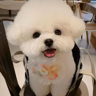 比熊幼犬活体宠物狗纯种长不大不掉毛飞耳比熊犬小型茶杯犬玩赏犬