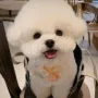 幼犬活体纯种玩赏犬