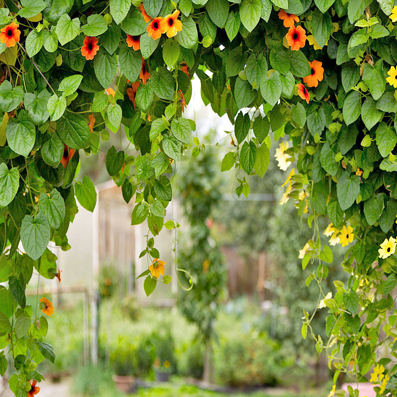 Morning Glory, Creeper, Black-Eyed Susan, Vine Climbing and Hanging, Easy-To-Live Flower Seeds for All Seasons in Spring, Summer, Autumn and Winter