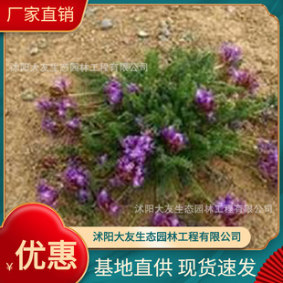 Satzhen Oxytropis Base Wholesale, Self-Produced and Self-Sold, Complete Varieties of Greening Seedlings for Scenic Landscaping Projects