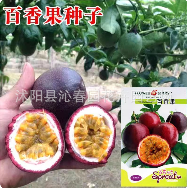 【百香果种子】黄金百香果满天星百香果四季播阳台盆栽黄金鸡蛋果