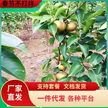 һ�����l���������������������Ϸ������Nֲɳ�������ڻ����