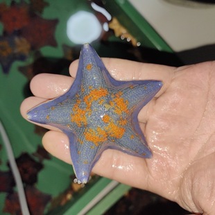 ���Ǻ���С���ﺣ�׻��w�����ɴ������㺣�������坍ˮĸ����