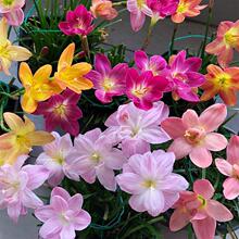 �ذ��L���m�N������������ļ��������Ծ²��m�[�m�G��ͥԺ�͟Ứ