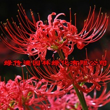 彼岸花种球多年生曼珠沙华四季开花观花盆栽球根花卉盆栽石蒜种子