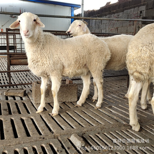 Сβ�������ĸ��Сβ����N����Сβ�������С�����������B���