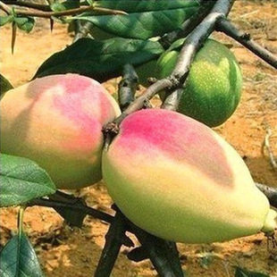 ����ľ�Ϙ���������ϱ����Nֲ������ľ�Ϙ��Ƥ�tƤľ�Ϯ���Y��