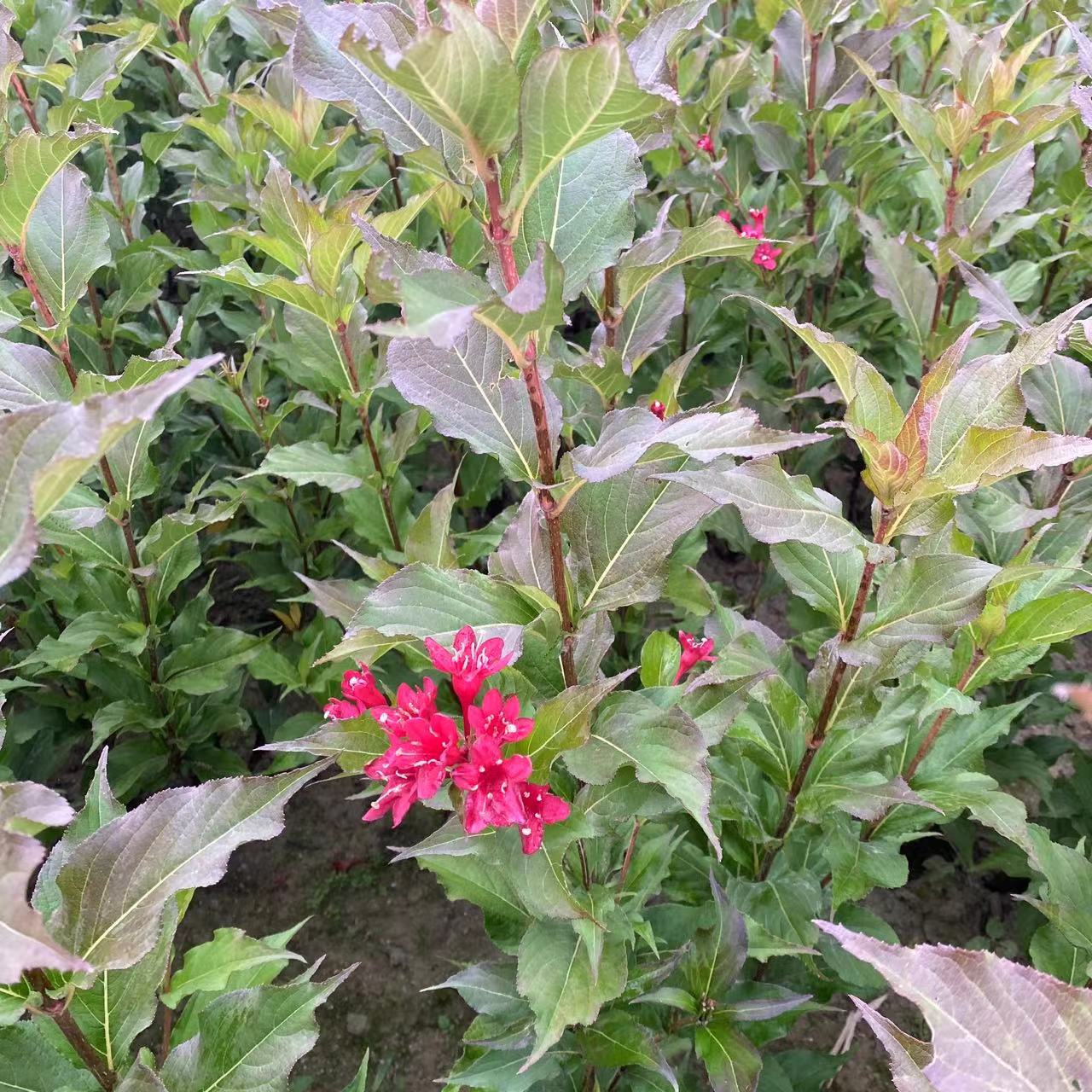 供应 红王子锦带苗 四季锦带绿篱苗木 护坡绿篱 锦带绿化花灌木