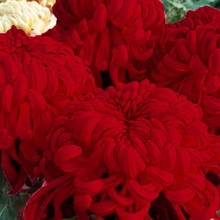 _ͥԺ҃ջԻNֲͺļմ