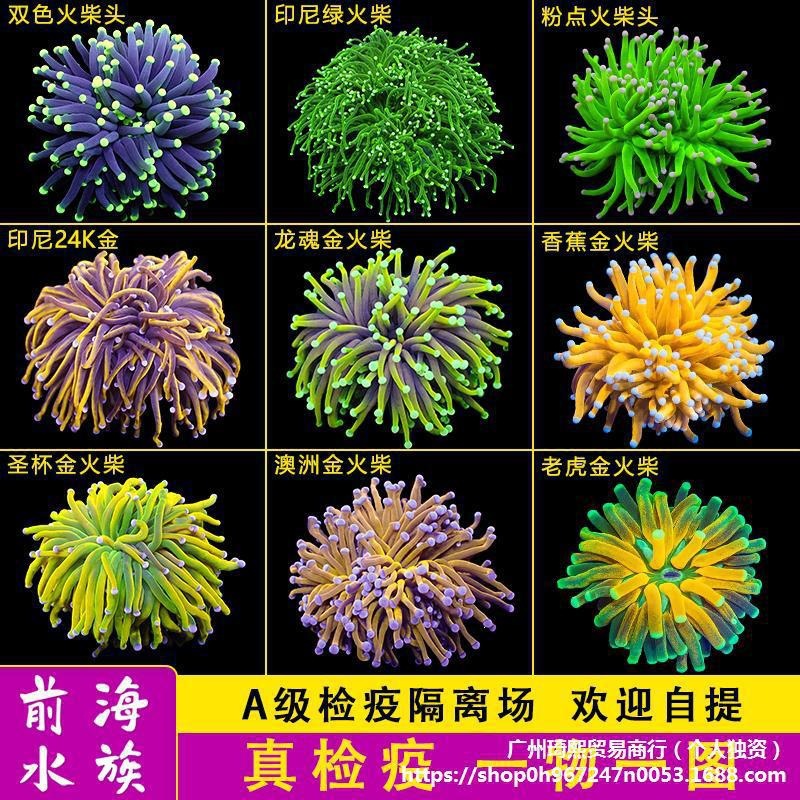 柴头珊瑚沙巴澳洲印尼金火柴头大集合珊瑚活体火炬圣杯珊瑚其它