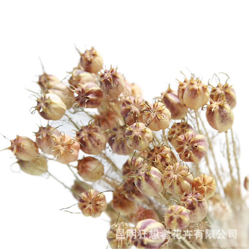 Fantasy Source Factory Black Seed Grass Natural Dried Flowers Real Flowers Indoor Home Decoration Flower Arranging