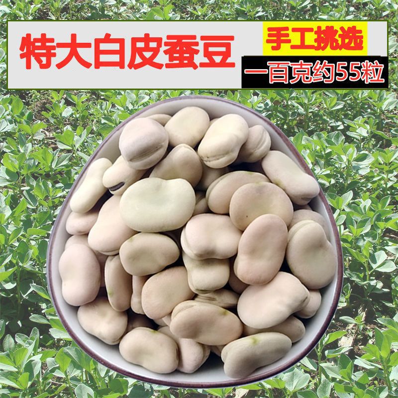 蚕豆种子新品种特大高产胡豆香蕉豆兰花豆大粒白皮蚕豆种子价