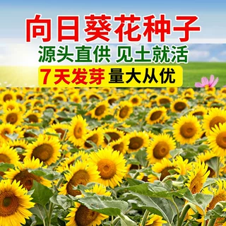 向日葵花种子籽观赏食用基地花海橙色园林绿化工程花卉景观葵花籽