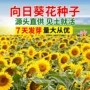 园林基地工程景观葵花籽