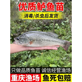 鲈鱼苗淡水养殖食用鲈鱼鱼苗大口黑鲈加州鲈鱼苗凶猛肉食路亚鱼苗