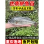 养殖食用淡水肉食鱼苗