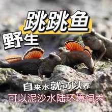 弹涂鱼跳跳鱼活鱼淡水滩涂鱼水里养的宠物红鳍挖洞鱼好养耐养观赏