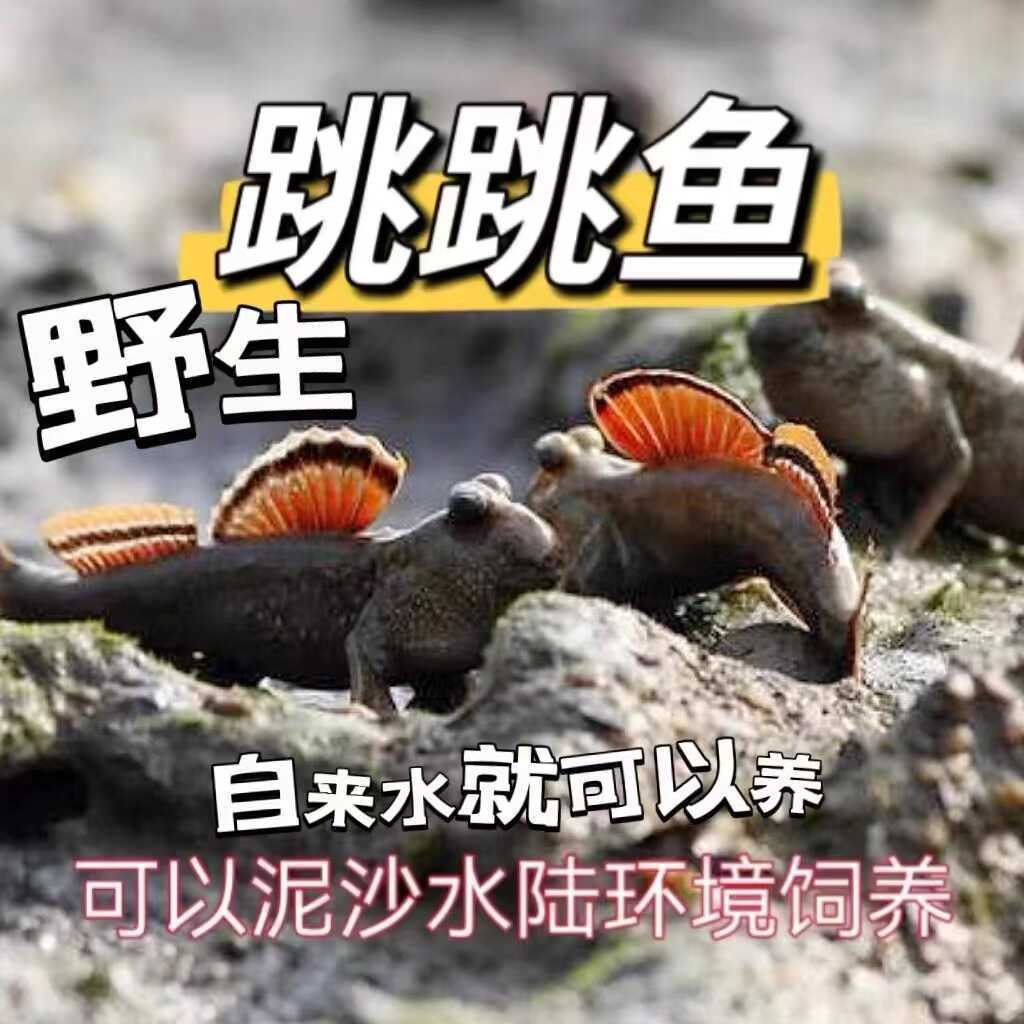 弹涂鱼跳跳鱼活鱼淡水滩涂鱼水里养的宠物红鳍挖洞鱼好养耐养观赏