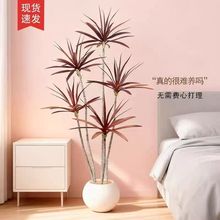 �p�ݿ͏d����Gֲ��Ѫ�������m�٘�ֲ�������҃��b�����辰�[��
