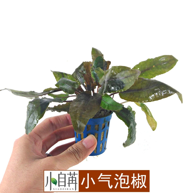 Маленький газовый маринованный перец маленький перец Трава жить оптом аквариум озеленение настоящая водная трава Украшение Аквариум Декоративный негатив