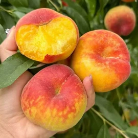 苹果;瓜果类;番石榴/芭乐